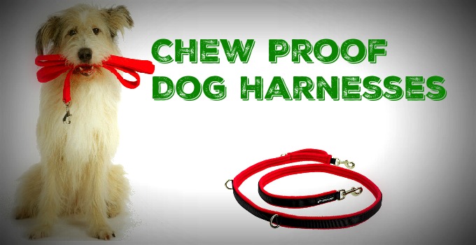 chew proof harness