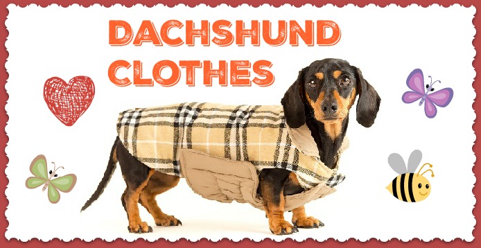 Clothes for Dachshund