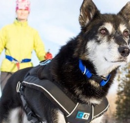 canine equipment ultimate pulling dog harness