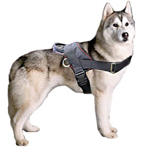 harnesses-for-huskys