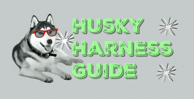 husky harness guide