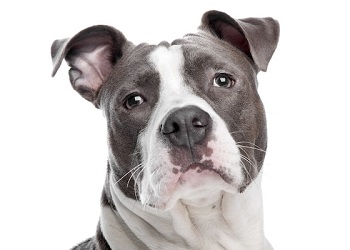 american-staffordshire-terrier