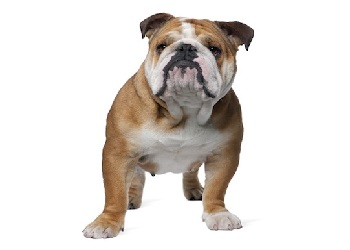 british-bulldog