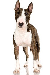 bull-terrier