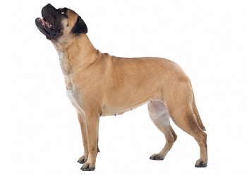 bullmastiff