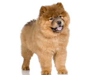 chow-chow