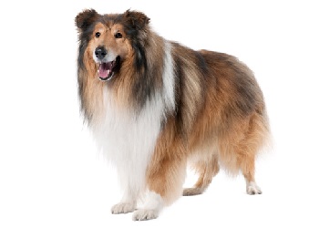 collie