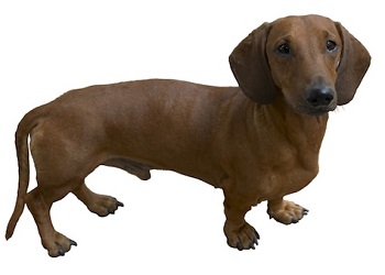 dachshund