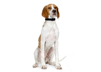 english-pointer