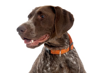 german-shorthaired-pointer