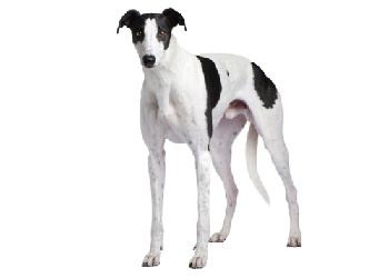 black and white greyhound dog