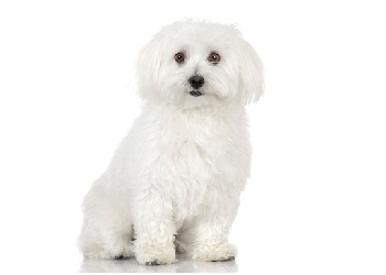 maltese