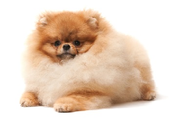 pomeranian