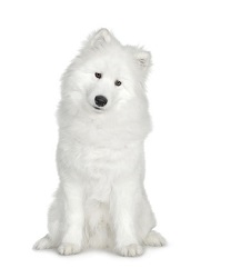 samoyed