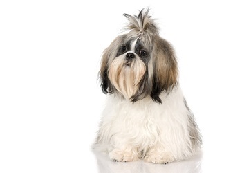 shih-tzu