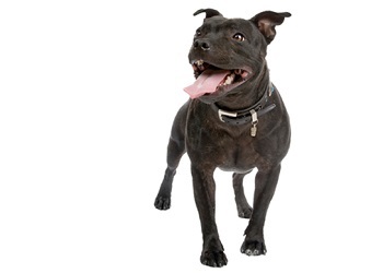 staffordshire-bull-terrier