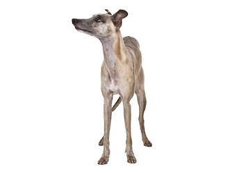 whippet