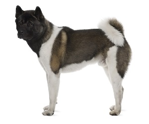 akita-dog