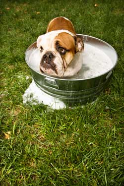 bathing-bulldog