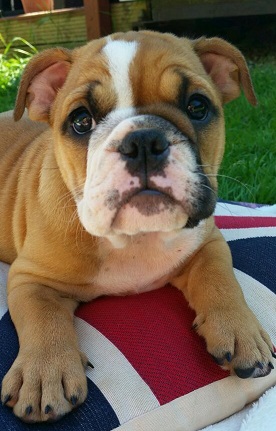 cute-british-bulldog