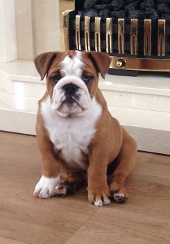 cute-dog-near-fireplace