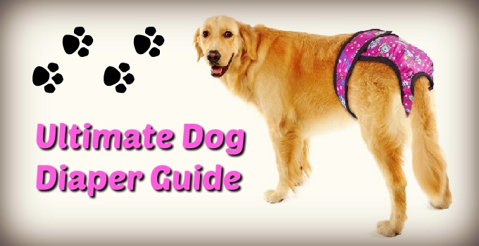 best diapers for female dogs