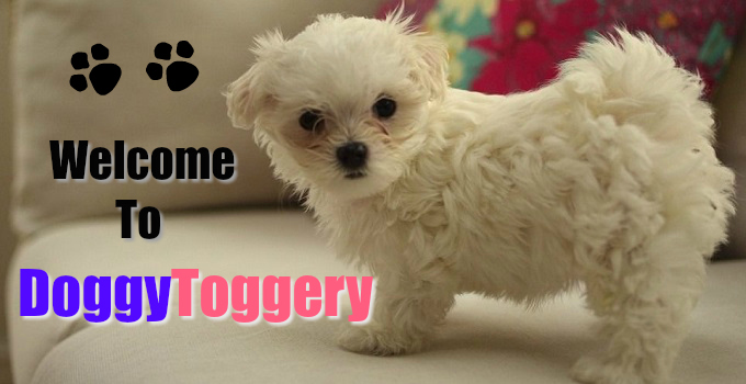 doggy-toggery-welcome