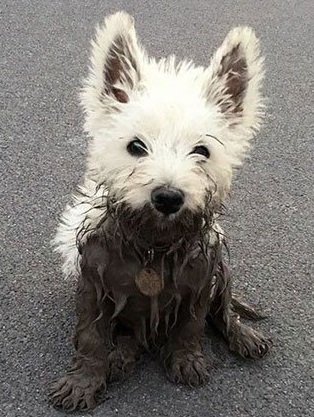 dog caked in mud