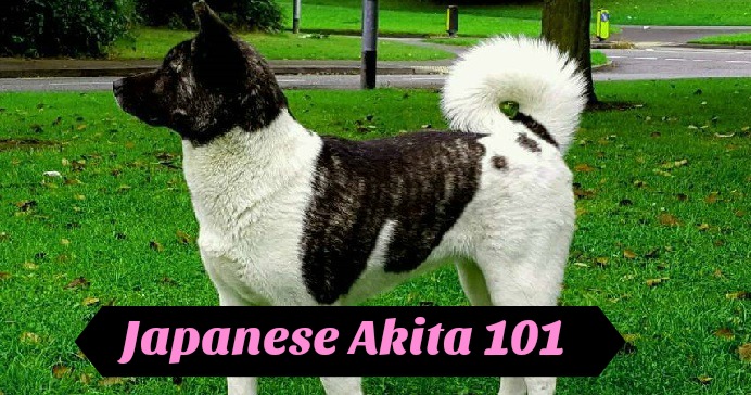 japanese-akita-101