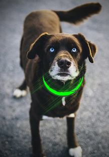 dog-wearing-led-collar