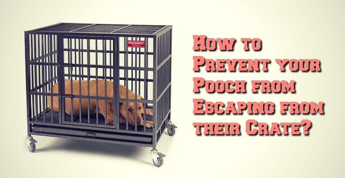 dogs-escaping-from-crate