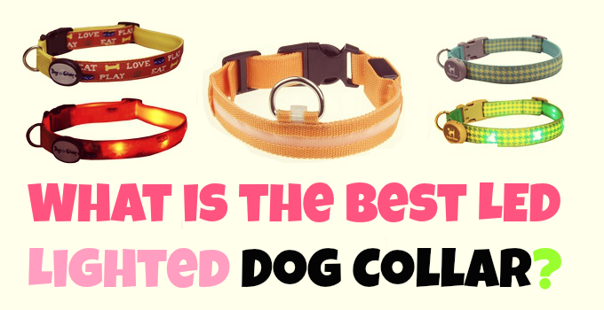 led-dog-collars-reviews
