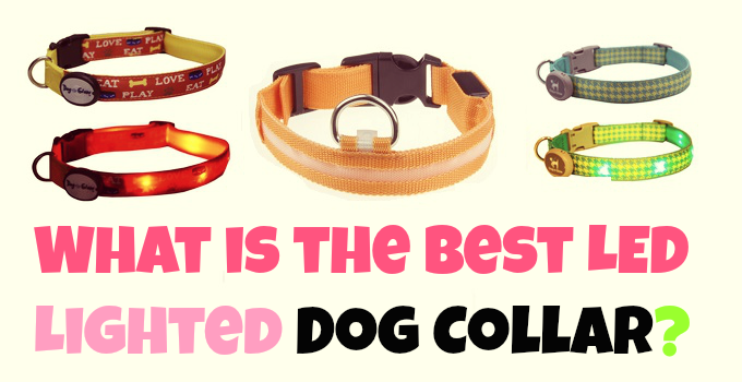 What Are The Best LED Light Up Dog Collars?