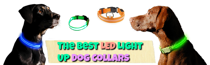 the-best-led-lightup-dog-collars