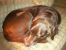 dog-curled-up-sleeping