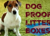 The Best Dog Proof Litter Boxes | How To Keep Dogs Out Of Cat Litter
