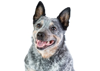 australian cattle dog