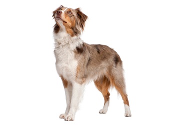 australian-shepherd