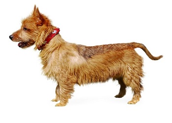 australian-terrier