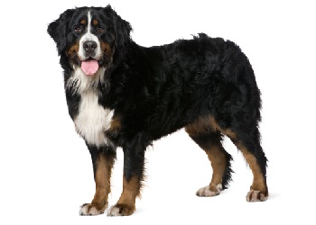 bernese-mountain-dog