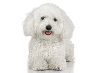 bichon-frise