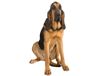 bloodhound