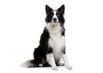 border-collie