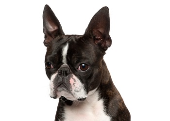 Boston Terrier - Dog Breed Information, Facts & Lifespan