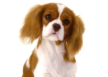 cavalier-king-charles-spaniel