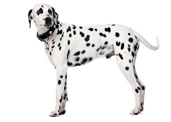 dalmatian