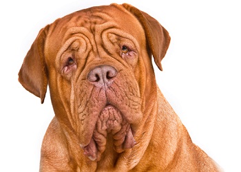 dogue-de-bordeaux