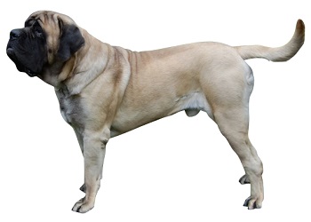 english-mastiff