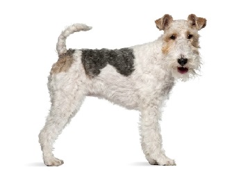 fox-terrier