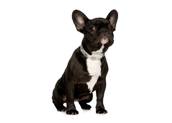 french-bulldog